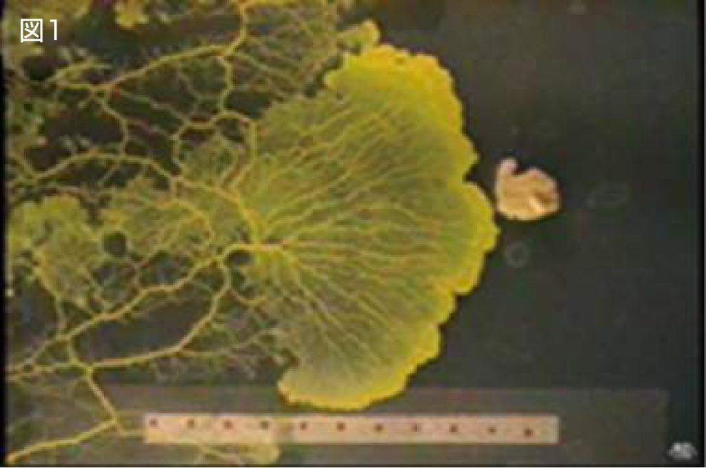 生物に学ぶ適応ネットワーク理論 | 九州大学 マス・フォア