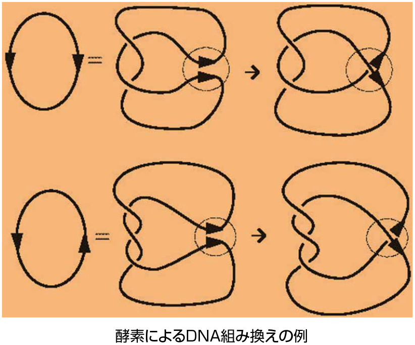 酵素によるDNA組み換えの例