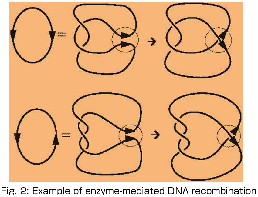 Fig. 2: Example of enzyme-mediated DNA recombination