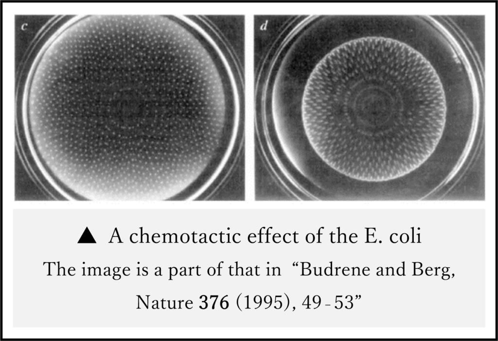A chemotactic effect of the E. coli