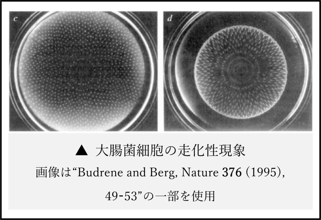 大腸菌細胞の走化性現象